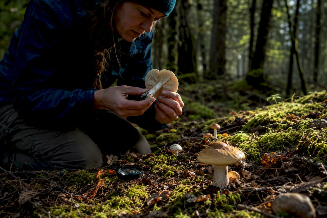 Forager inspecting mushroom features on forest floor