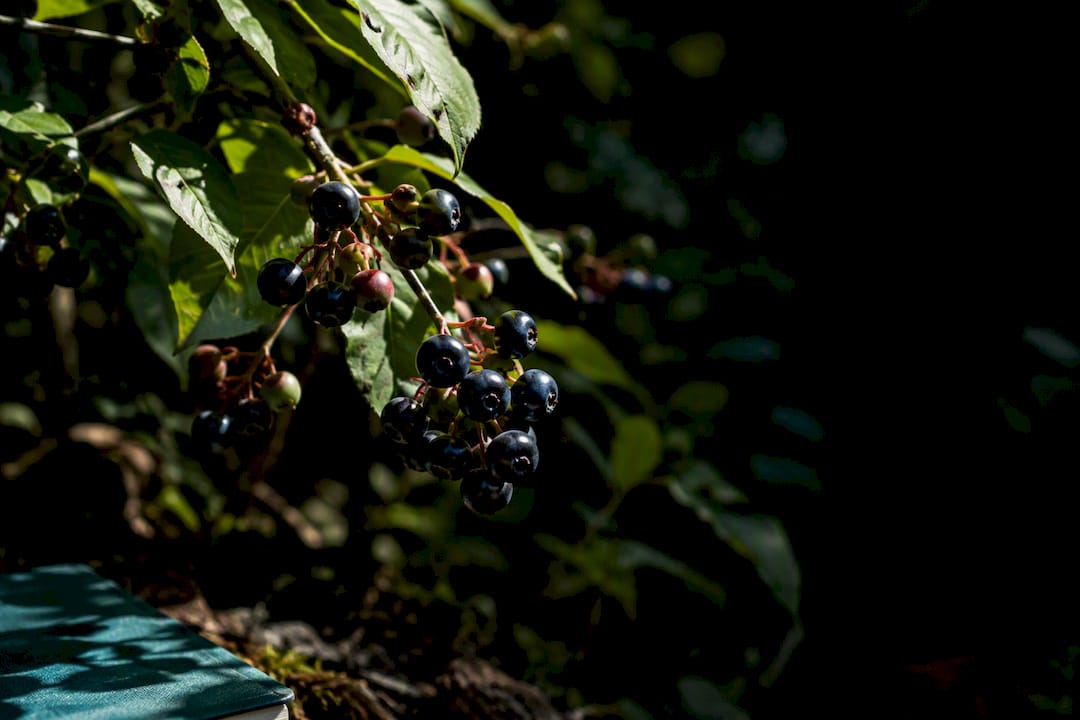 Unidentified wild berries in a shaded woodland