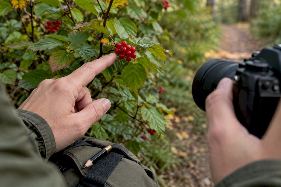 Fingertip beside berry for scale reference