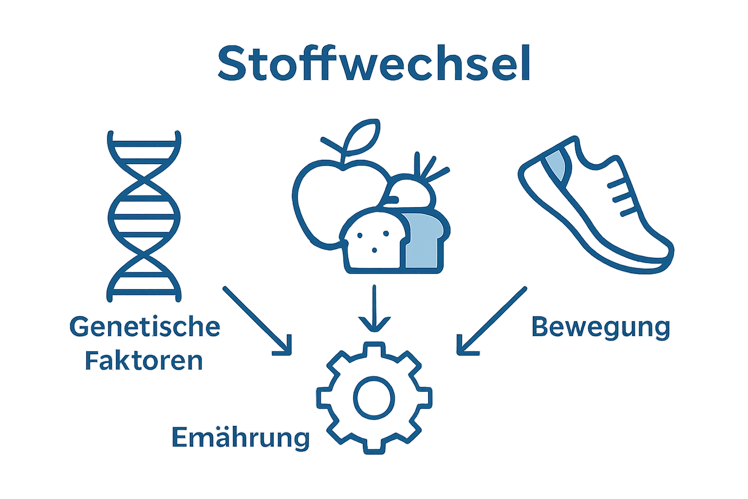 Grafik zeigt Einflussfaktoren auf den Stoffwechsel: Gene, Ernährung und Bewegung
