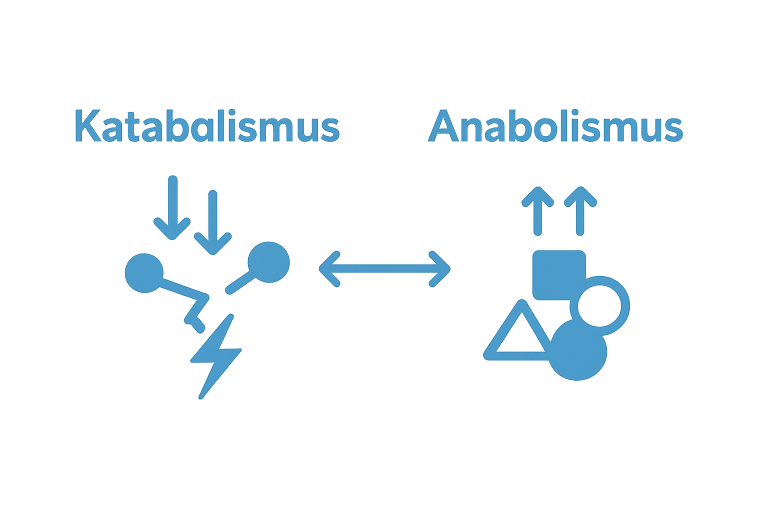 Infographic compares Katabolismus vs. Anabolismus in metabolism