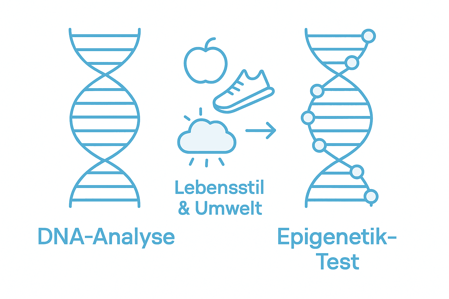 Übersicht: Unterschiede zwischen DNA-Tests und epigenetischen Analysen auf einen Blick