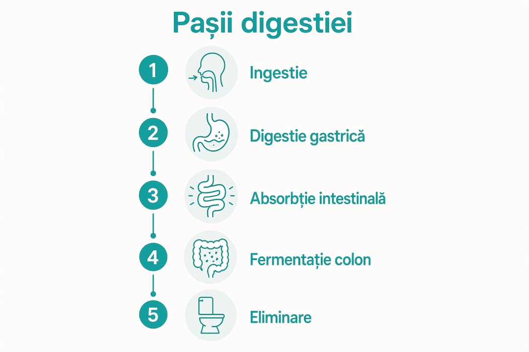 Infografic: cum are loc digestia, pas cu pas