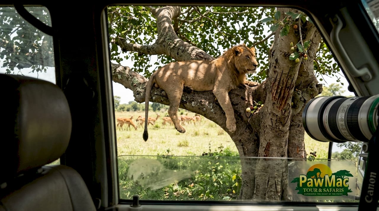 Lion lounging on fig tree branch Uganda
