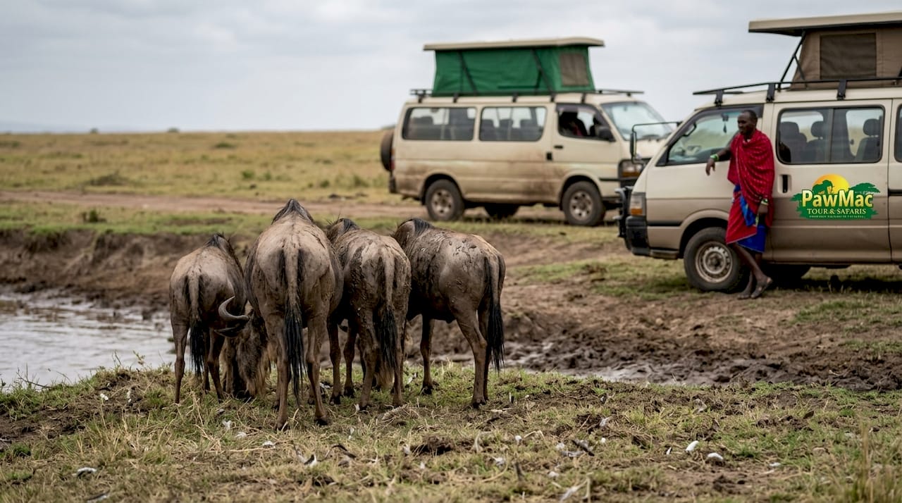 Wildebeest herd and safari vehicles Maasai Mara