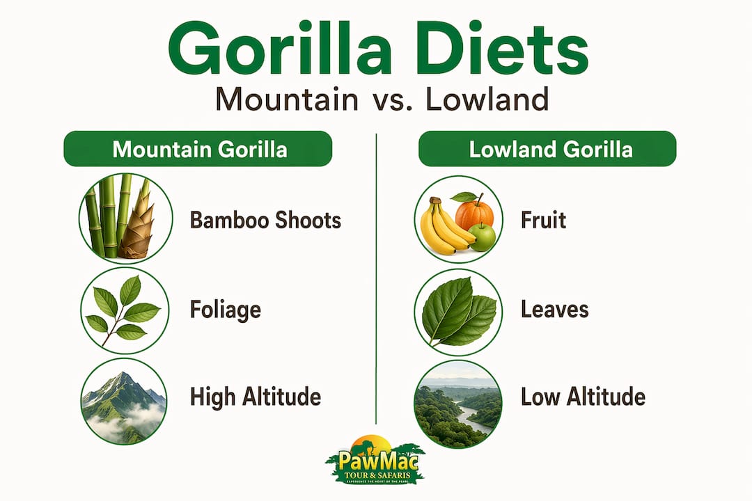 Infographic comparing mountain and lowland gorilla diets by elevation and food type