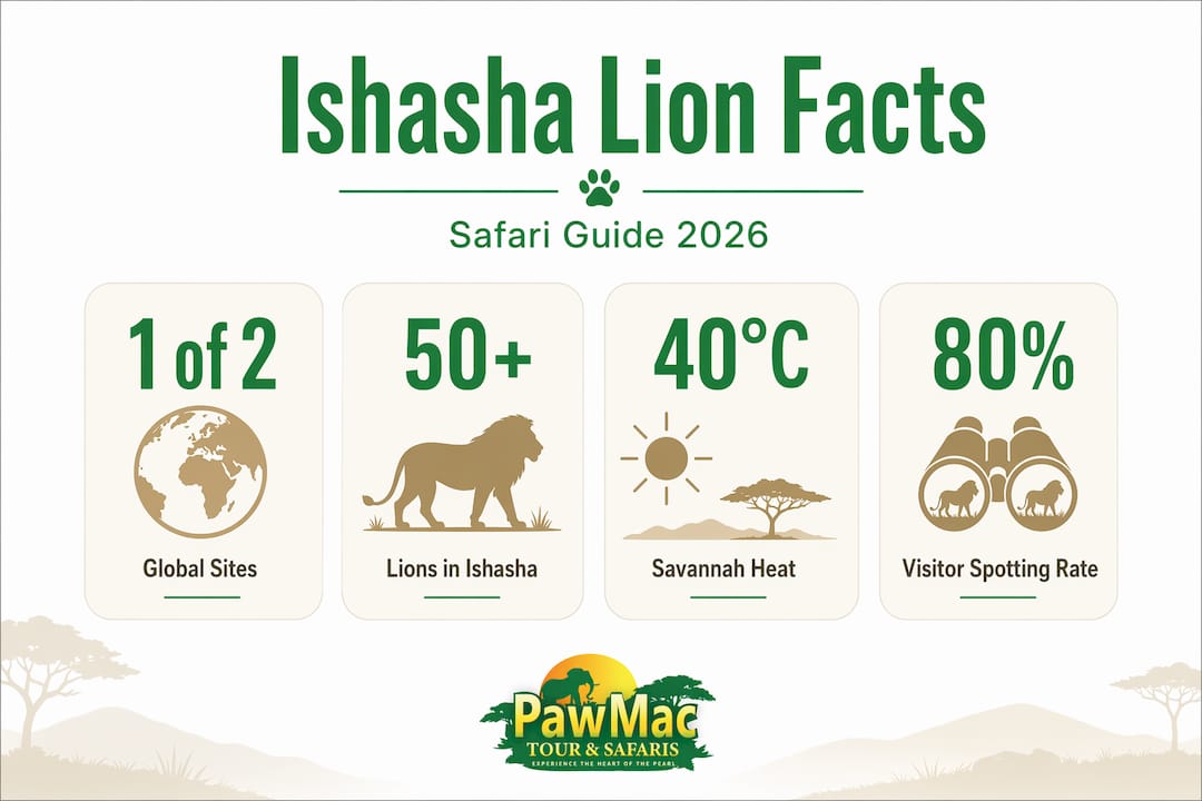 Infographic showing Ishasha lion statistics and facts