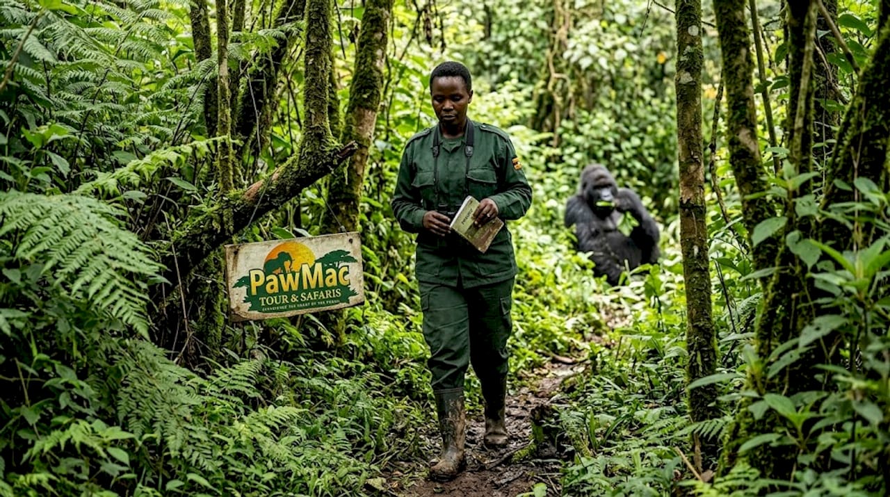 Ranger hiking toward mountain gorilla habitat