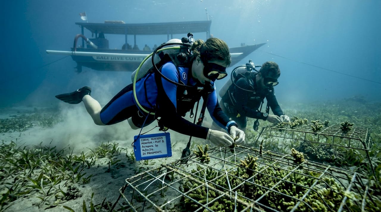 Volunteers attach coral fragments underwater