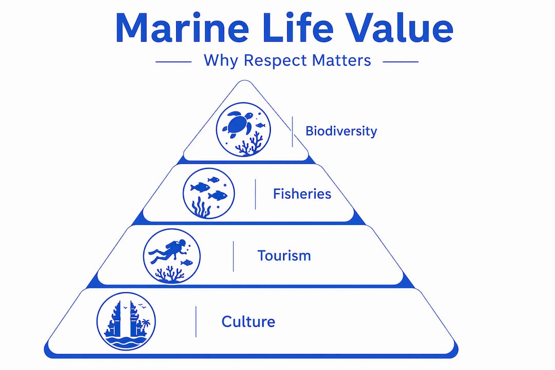 Infographic pyramid showing marine life value hierarchy