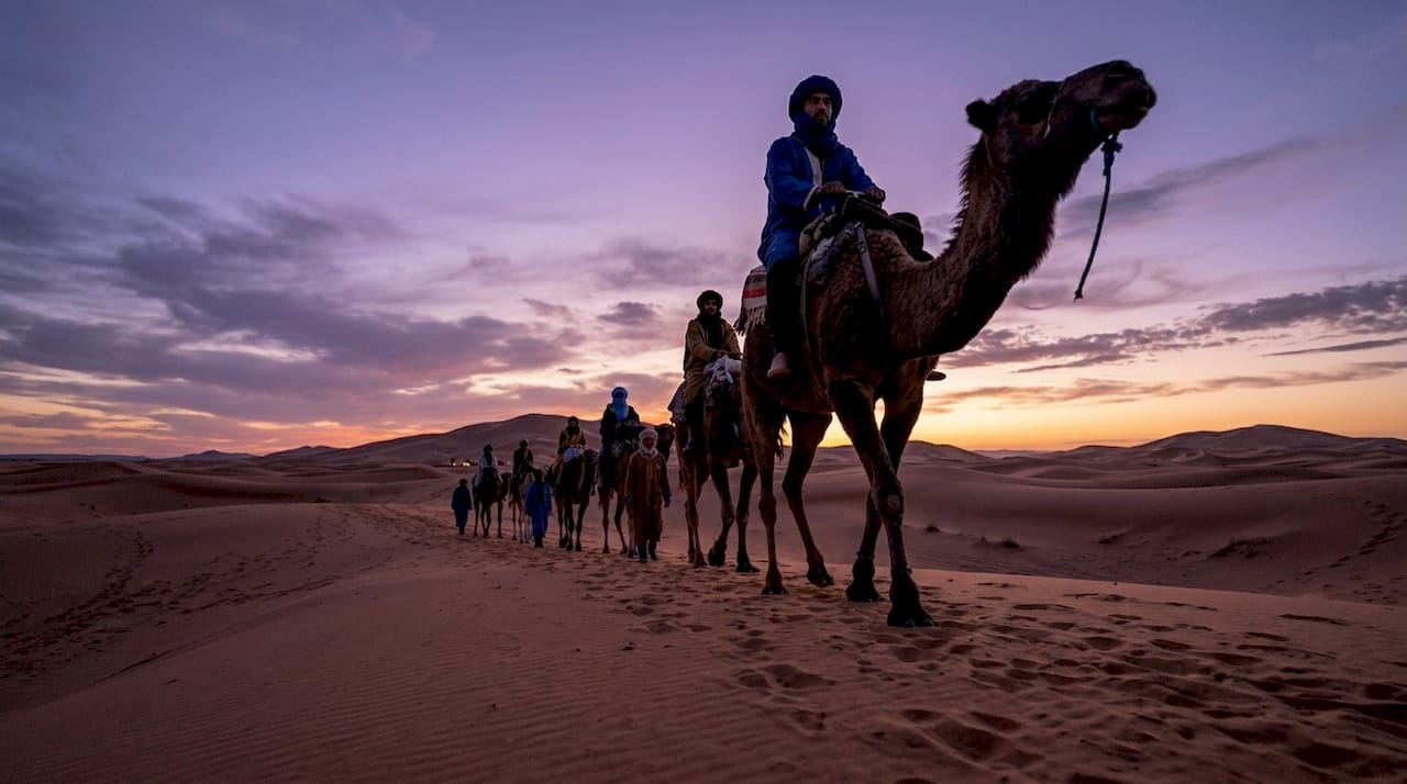 Camel caravan crossing Sahara dunes at sunset