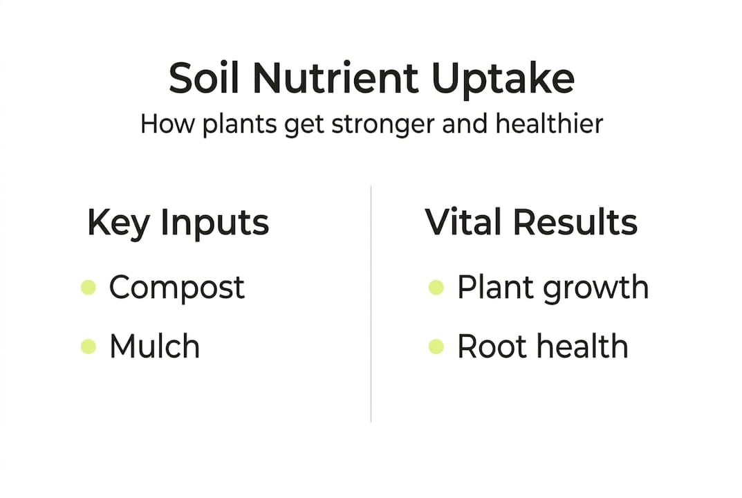 Infographic on soil nutrient uptake basics