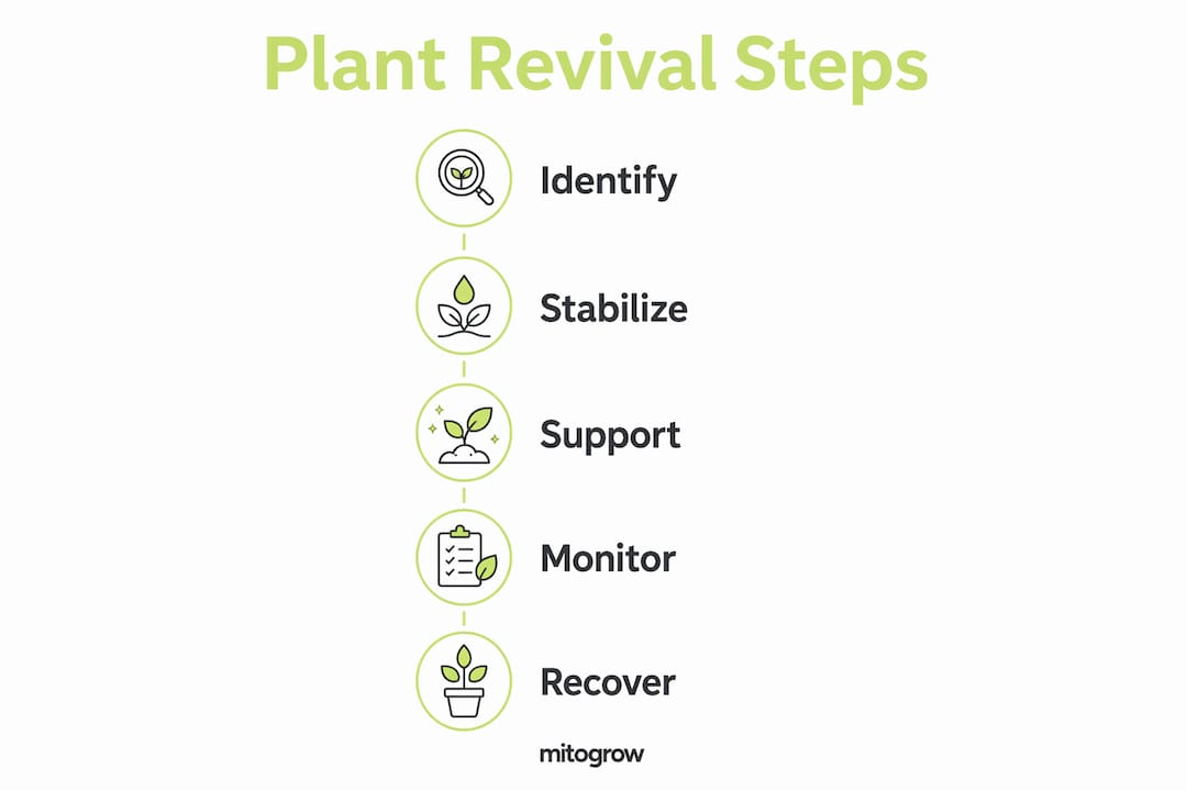 Infographic illustrating five steps of plant revival process