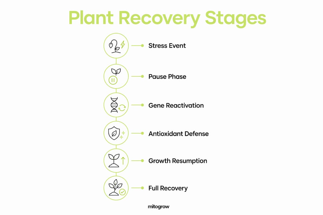 Infographic showing stages of plant stress recovery