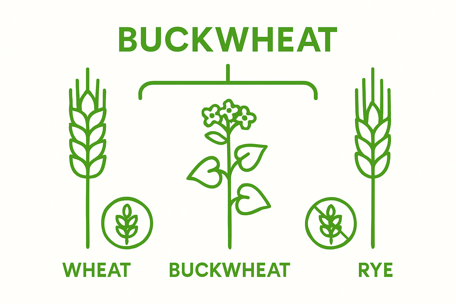 Infographic comparing buckwheat and wheat gluten content