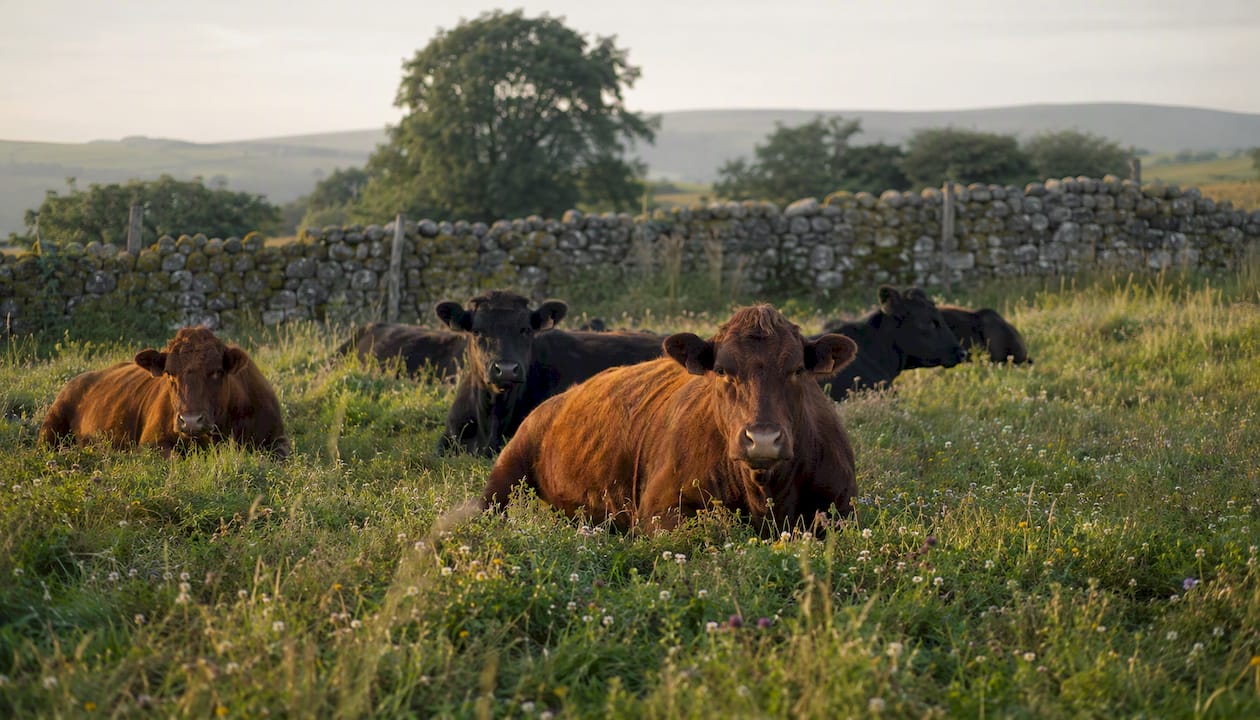Cattle grazing organic pasture in UK