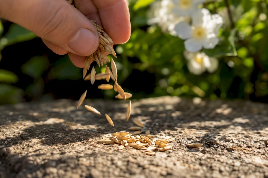 Close-up of raw oats grains pouring