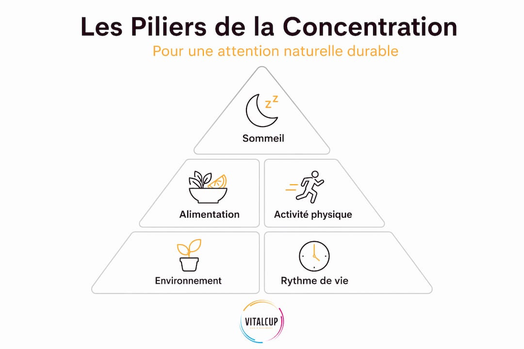 Schéma pyramidal illustrant les fondations de la concentration