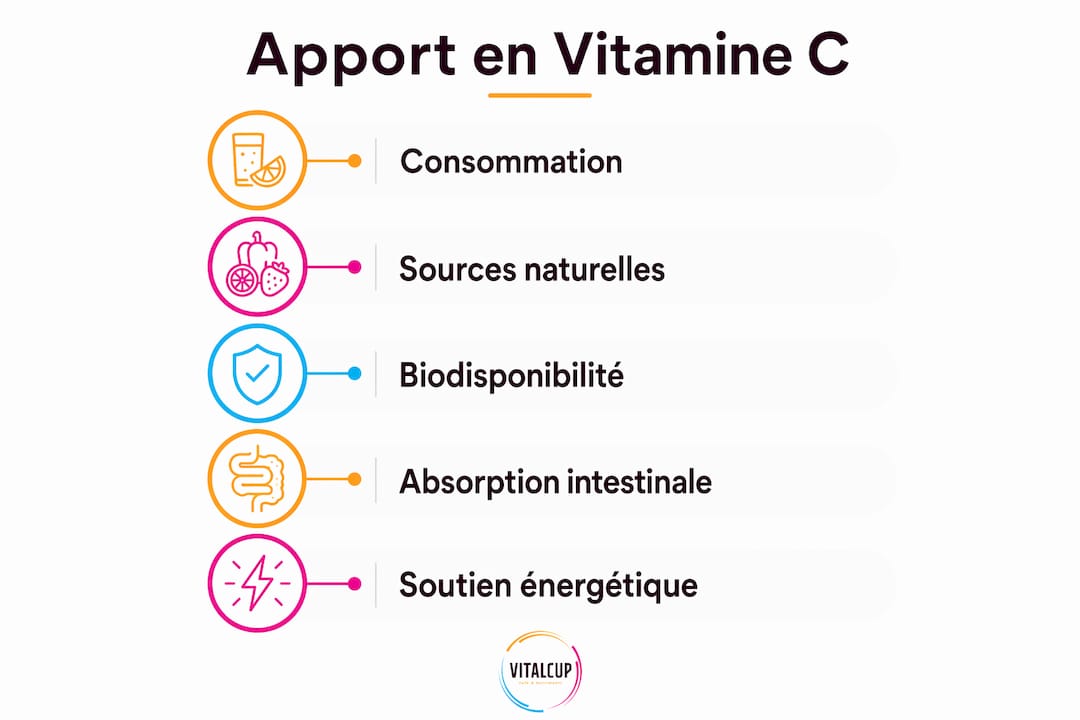 Schéma illustrant comment la vitamine C est apportée à l’organisme et assimilée par le corps