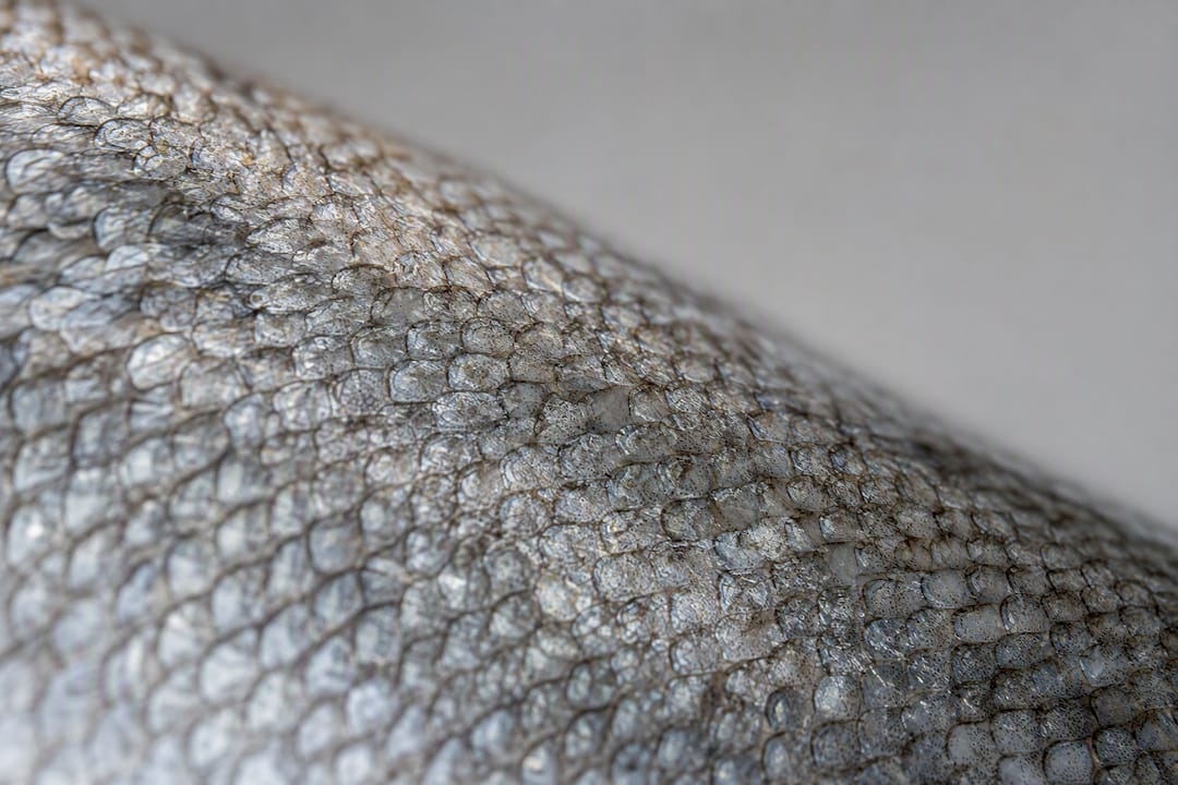 Détail en gros plan des écailles et de la texture de la peau d’un poisson