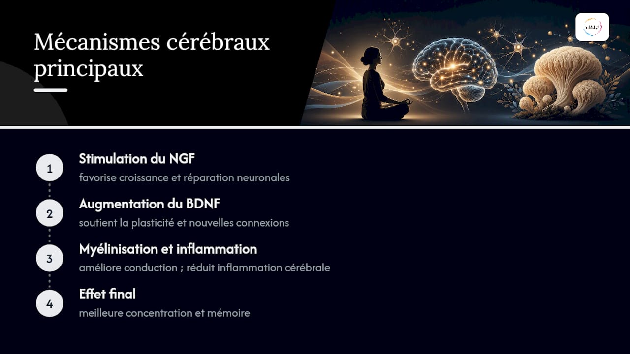 Schéma des mécanismes d'action de la crinière de lion sur le cerveau