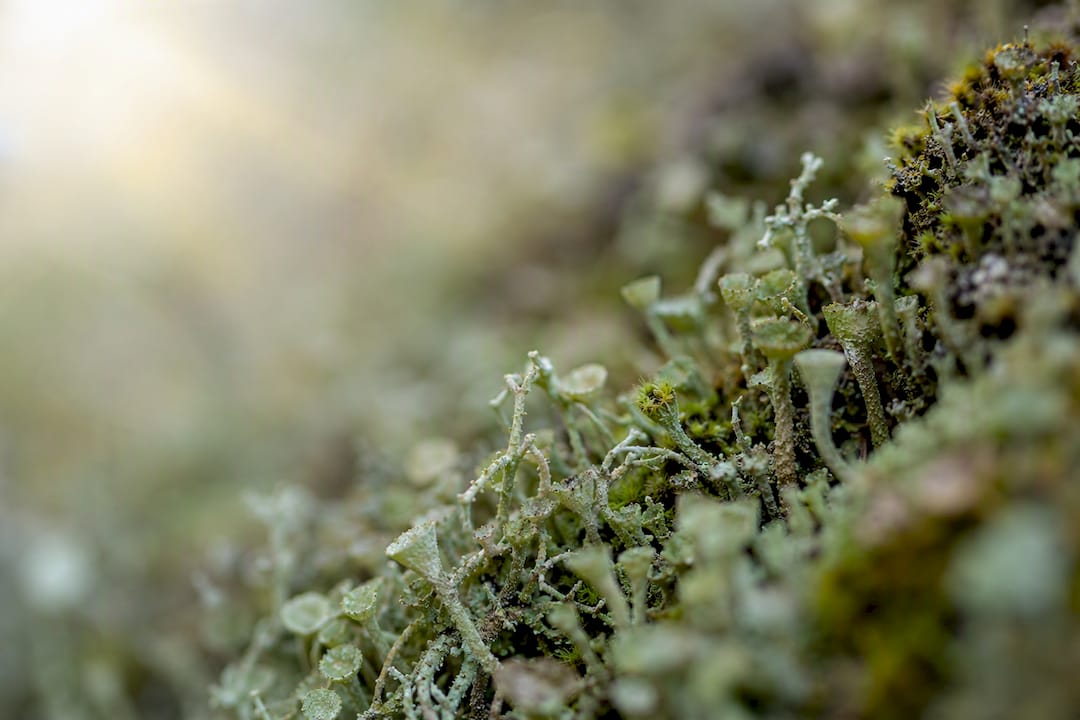Gros plan sur une texture organique symbolisant la croissance neuronale