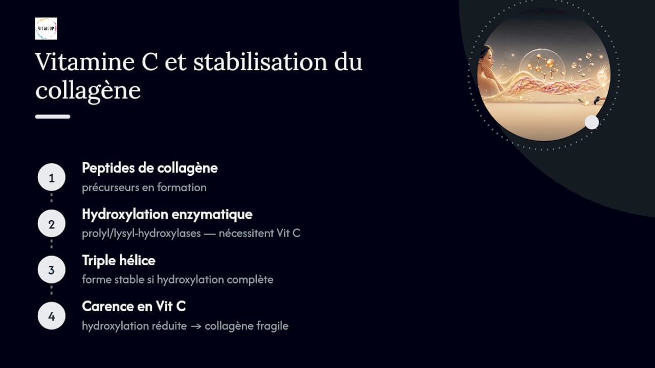 Le rôle de la vitamine C dans la production de collagène