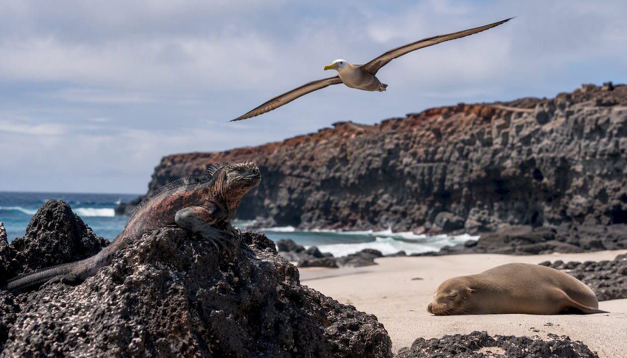 Close-ups of Galápagos endemic animals