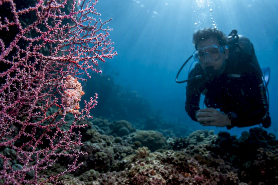 Diver observing pygmy seahorse on coral fan