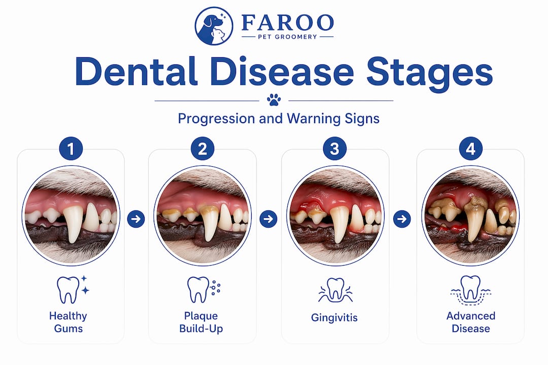 Infographic showing stages of pet dental disease