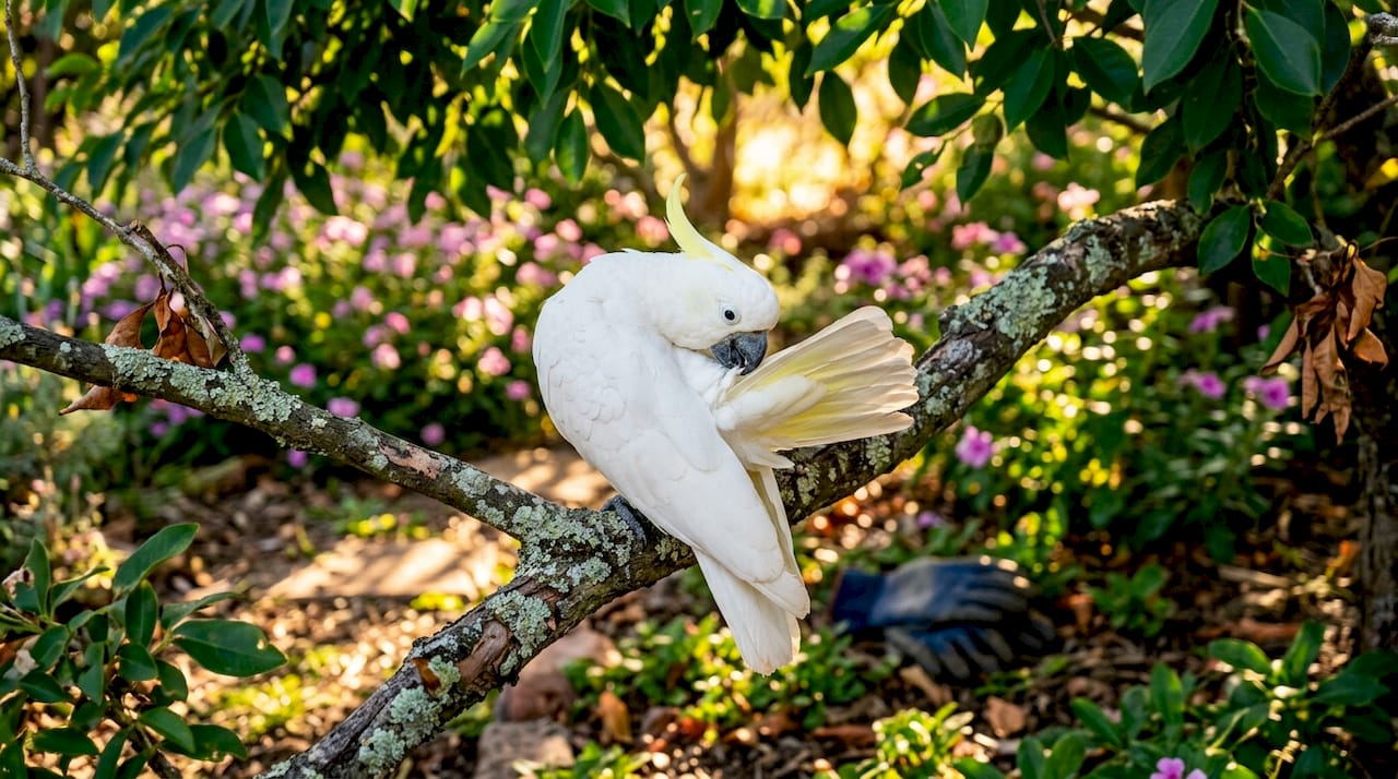 Cockatoo preening feathers naturally