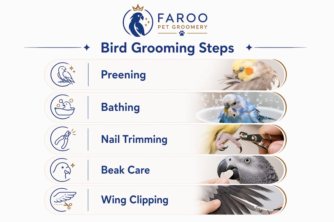 Infographic showing main bird grooming steps