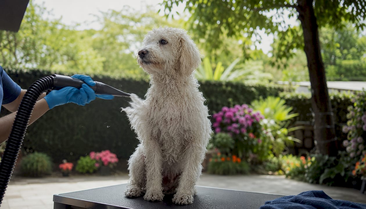 Poodle being blow-dried with humidity control tools visible