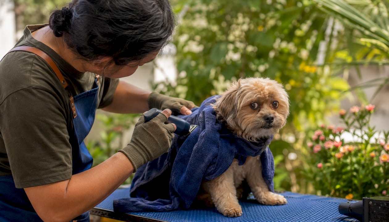 Close-up of low-noise clippers grooming small dog