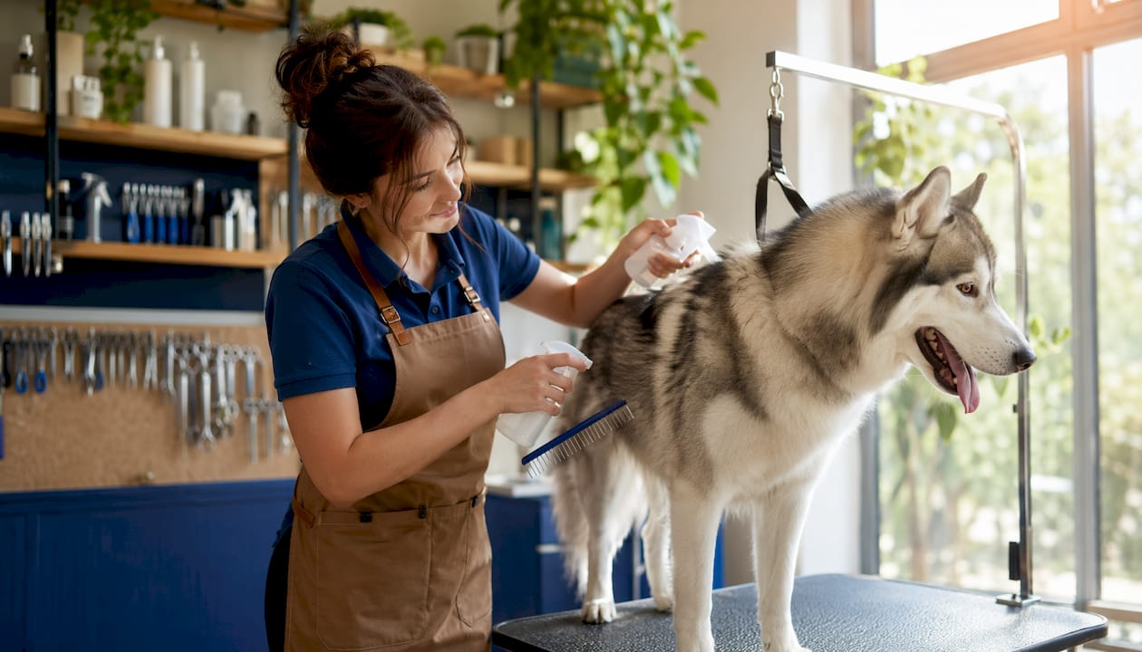 Groomer conditioning husky's double coat in salon
