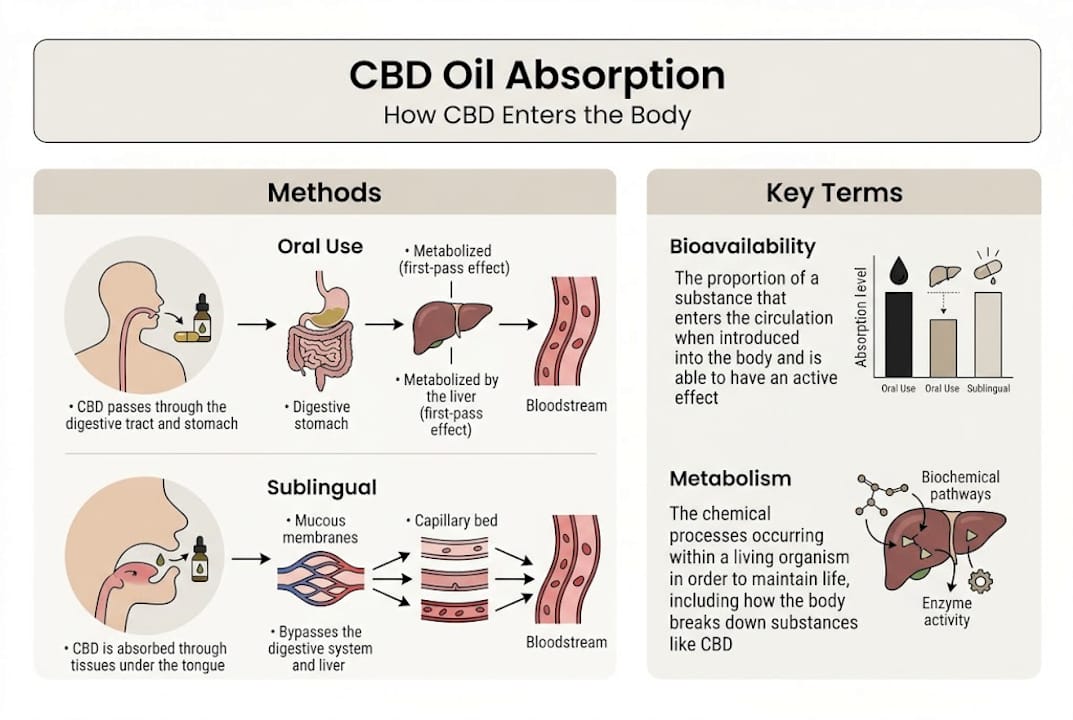 Infographic showing CBD oil absorption methods