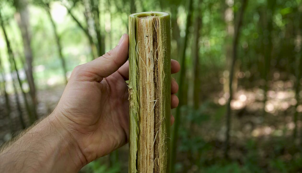 Cross-section of hemp stalk layers