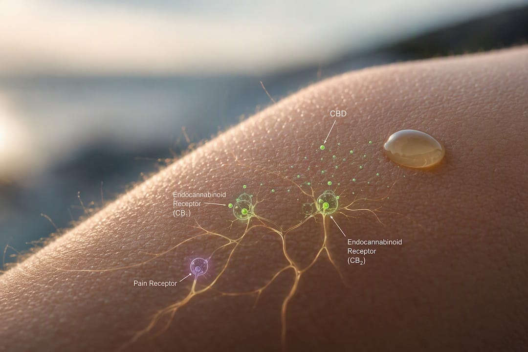 Skin with nerve endings and receptors illustrated