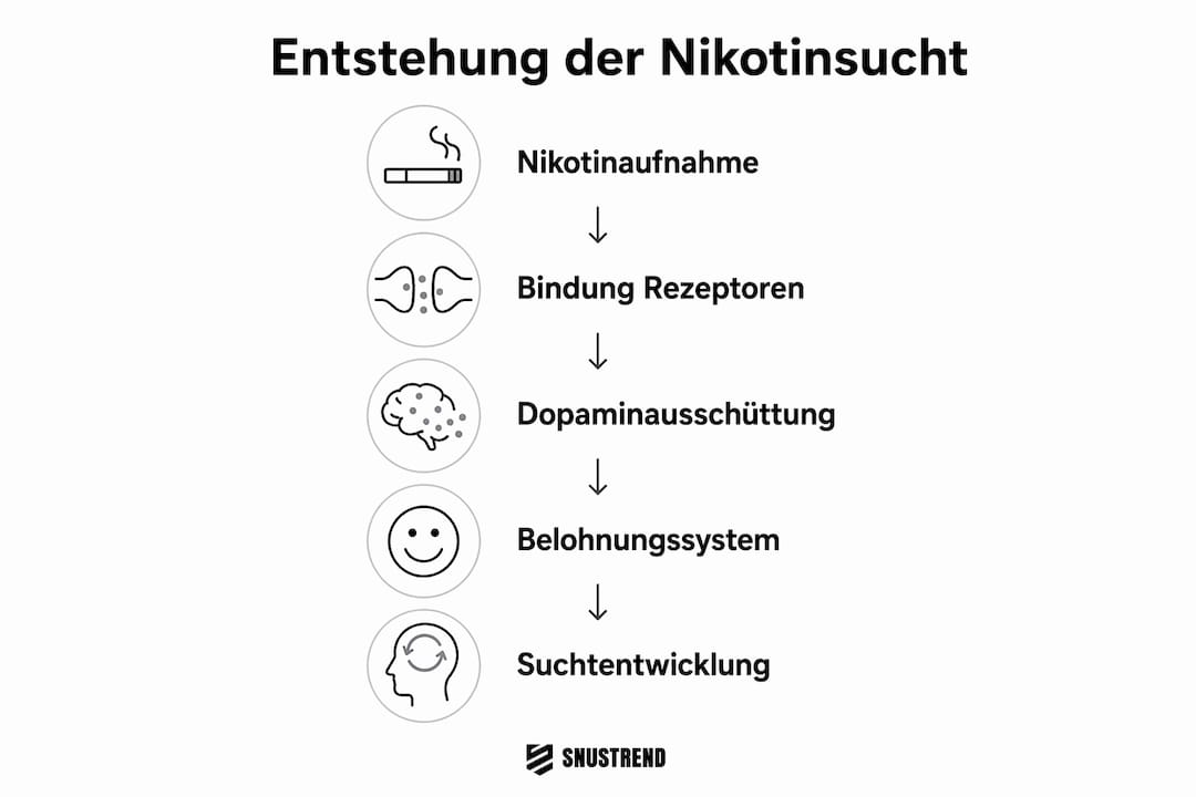 Grafische Darstellung: Wie entsteht Nikotinsucht?