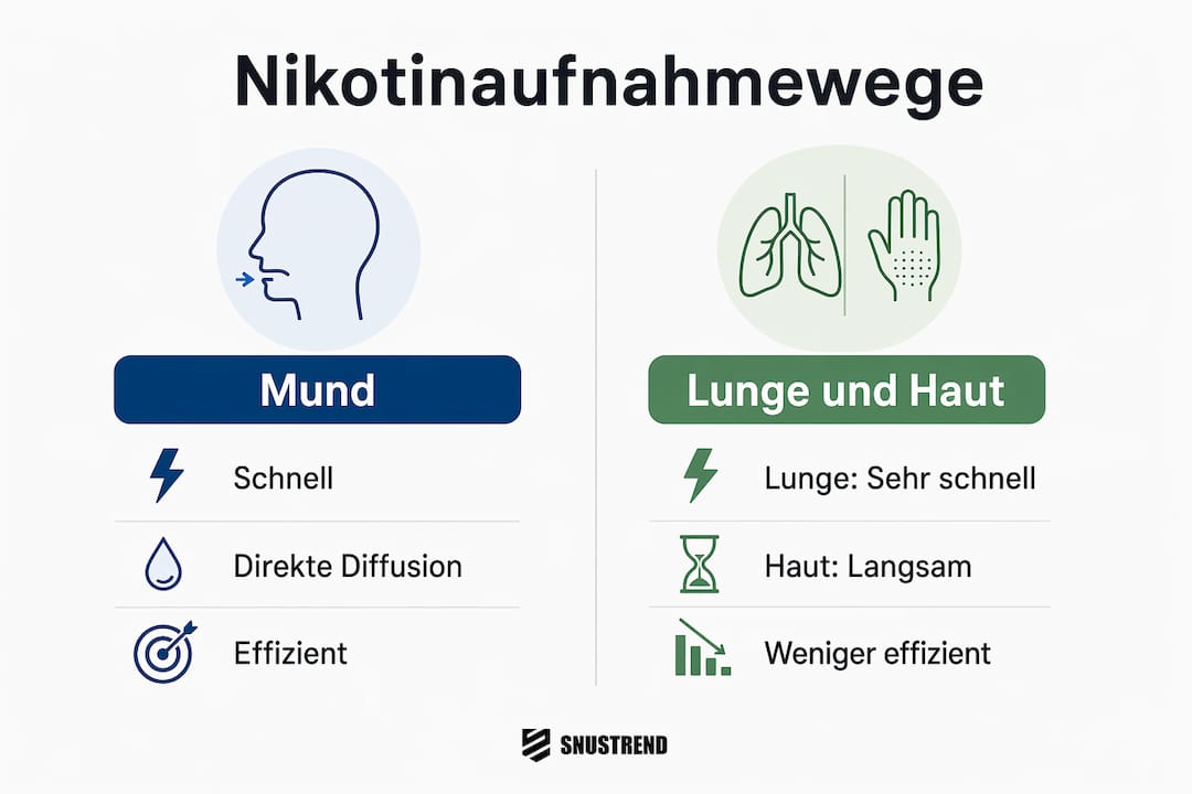 Infografik: So gelangt Nikotin über Mund, Lunge und Haut in den Körper