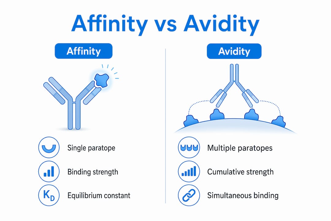 Infographic comparing affinity and avidity antibody binding
