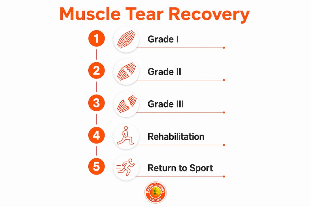 Infographic showing muscle tear recovery stages and timelines