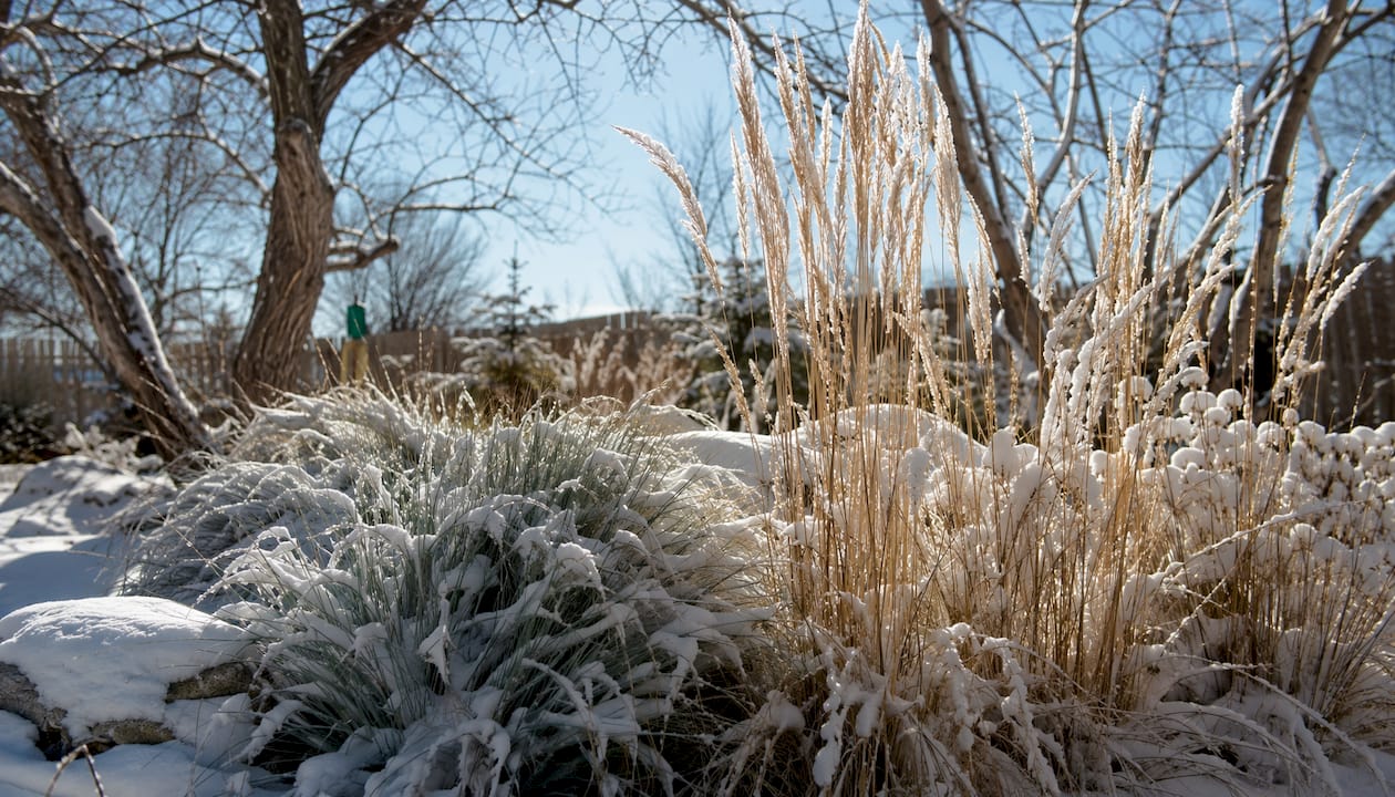 Snow-dusted hardy winter ornamental grasses