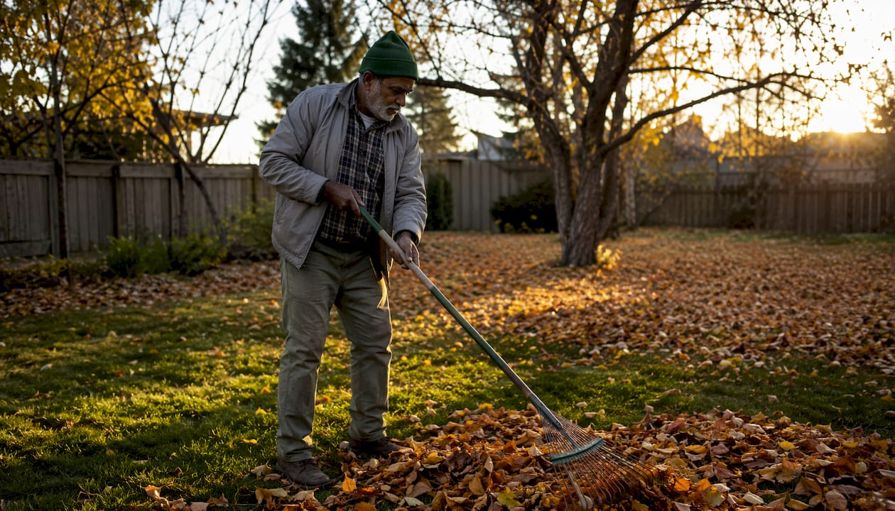 Worker raking autumn leaves in Calgary yard