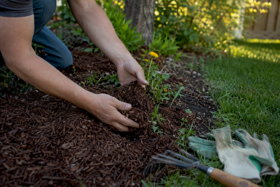 Hands mulching around dandelions in lawn