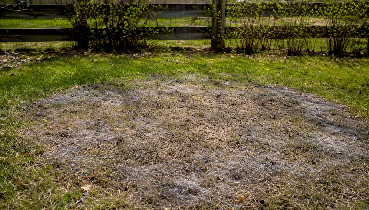 Snow mould fungal patches on grass