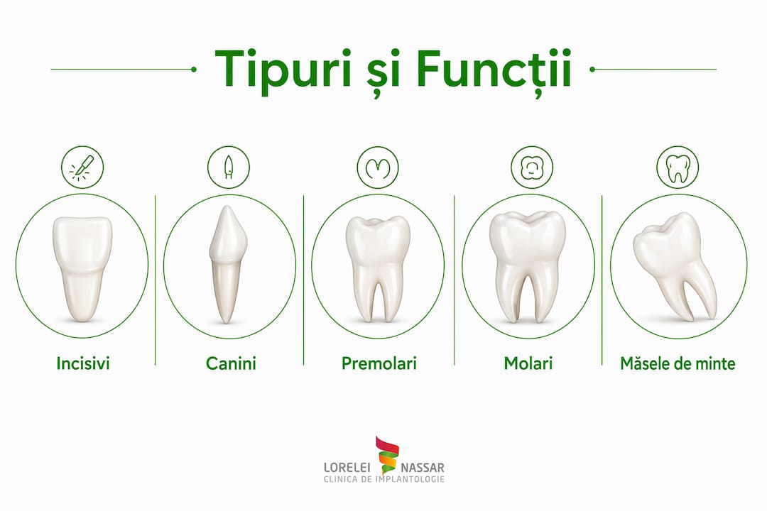 Ilustrație informativă care prezintă tipurile de dinți la om și rolul fiecăruia