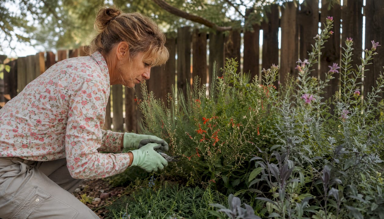 Native drought-tolerant plants in garden bed