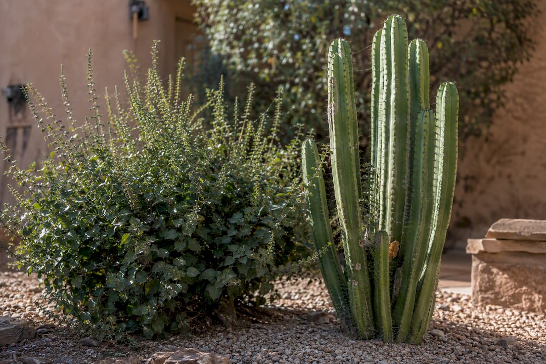 Hopseed bush and Mexican fencepost cactus side by side