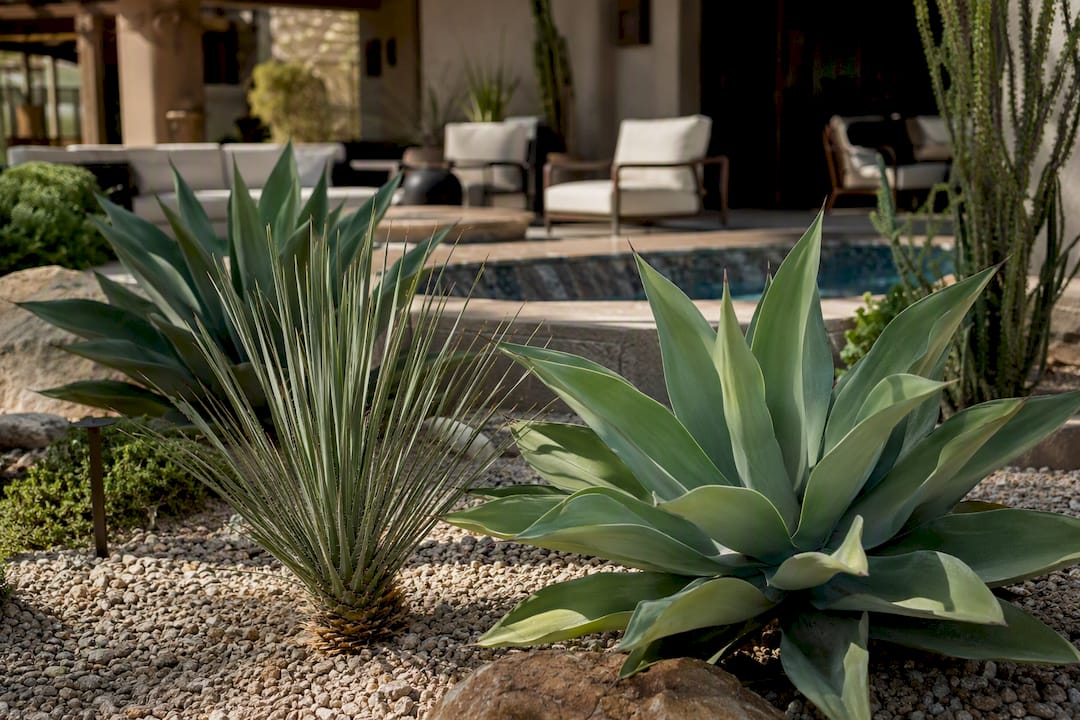 Architectural desert succulents near pool seating